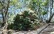 Vista previa de Gymnocalycium horstii