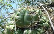 Anteprima di Gymnocalycium horstii