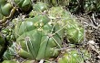 Preview photo Gymnocalycium horstii