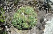 Preview photo Gymnocalycium horstii