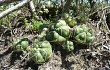 Vista previa de Gymnocalycium horstii