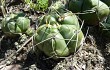 Preview photo Gymnocalycium horstii