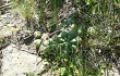 Vista previa de Gymnocalycium horstii