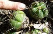 Vista previa de Gymnocalycium horstii