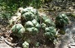 Vista previa de Gymnocalycium horstii