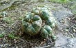 Preview photo Gymnocalycium horstii