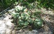 Vista previa de Gymnocalycium horstii