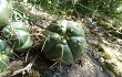 Vista previa de Gymnocalycium horstii