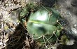 Preview photo Gymnocalycium horstii