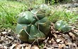 Vista previa de Gymnocalycium horstii