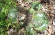 Vista previa de Gymnocalycium horstii