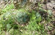 Preview photo Gymnocalycium horstii