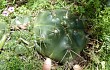 Preview photo Gymnocalycium horstii