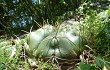 Vista previa de Gymnocalycium horstii