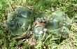 Anteprima di Gymnocalycium horstii