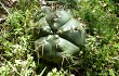 Vista previa de Gymnocalycium horstii