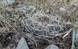 Preview photo Gymnocalycium marsoneri