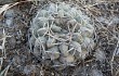 Preview photo Gymnocalycium marsoneri