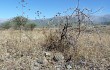 Vista previa de Gymnocalycium marsoneri