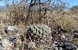 Vista previa de Gymnocalycium marsoneri