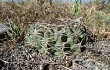 Anteprima di Gymnocalycium marsoneri