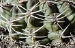 Preview photo Gymnocalycium marsoneri