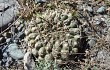 Vista previa de Gymnocalycium marsoneri