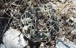 Preview photo Gymnocalycium marsoneri