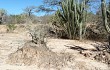 Vista previa de Gymnocalycium megatae