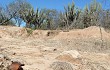 Vista previa de Gymnocalycium megatae