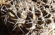 Preview photo Gymnocalycium megatae