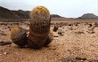 Preview photo Copiapoa columna-alba