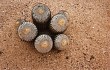 Preview photo Copiapoa columna-alba