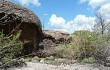 Vista previa de Gymnocalycium mostii