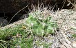 Preview photo Gymnocalycium mostii