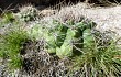 Anteprima di Gymnocalycium mostii