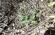 Preview photo Gymnocalycium mostii