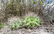 Vista previa de Gymnocalycium mostii