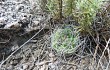 Preview photo Gymnocalycium mostii