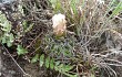 Vista previa de Gymnocalycium mostii