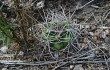 Preview photo Gymnocalycium mostii