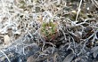 Anteprima di Gymnocalycium mostii