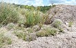 Vista previa de Gymnocalycium mostii