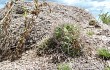 Vista previa de Gymnocalycium mostii