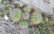 Preview photo Gymnocalycium mostii