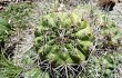 Vista previa de Gymnocalycium mostii