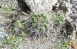 Preview photo Gymnocalycium mostii