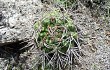 Vista previa de Gymnocalycium mostii