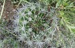 Preview photo Gymnocalycium mostii