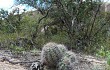 Vista previa de Gymnocalycium mostii